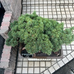 五葉松盆栽の画像