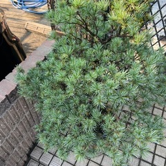 五葉松盆栽の画像
