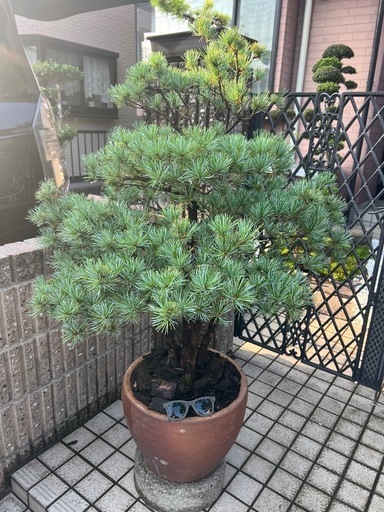 五葉松盆栽