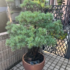 五葉松盆栽の画像