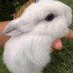 子うさぎ