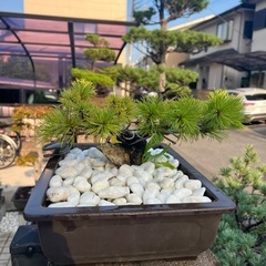 五葉松盆栽の画像