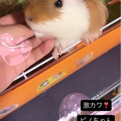 モルモット