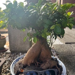 ガジュマルの画像
