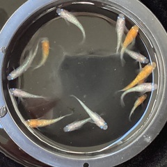 (決まりました) 驚安❗️ メダカ　小江戸紅白　若魚　雄5 雌10の画像