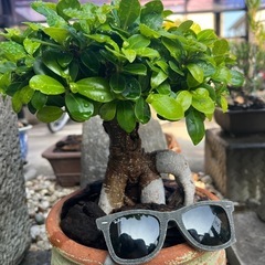ガジュマルの画像