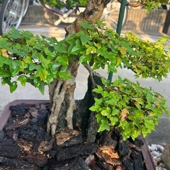 唐楓盆栽
の画像