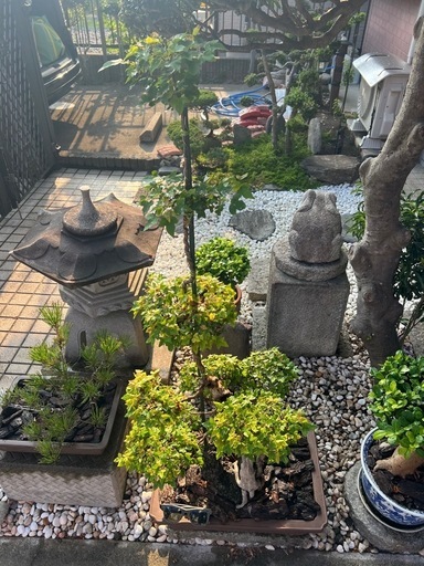 唐楓盆栽
