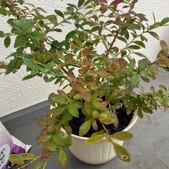 ブルーベリー　苗木　の画像
