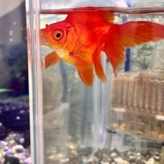 飯田琉金　8〜10センチ　　の画像
