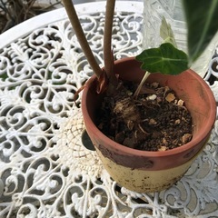 アロカシアアマゾニカの画像