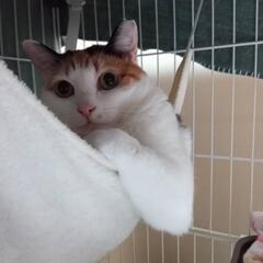 おっとりした穏やかな三毛猫です
