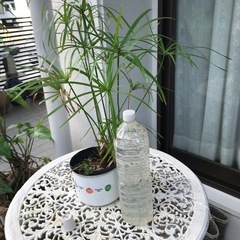 ショロチクの画像