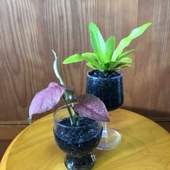 観葉植物セットAの画像