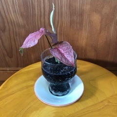 観葉植物セットAの画像