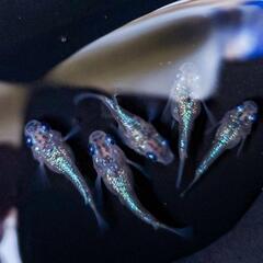 🌟久しぶりに土日メダカ販売🌟の画像