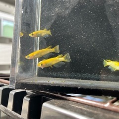 サンシャインメダカ(オスのみ)9匹の画像