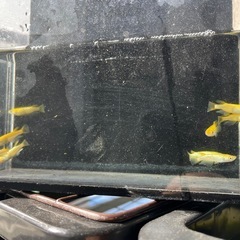 サンシャインメダカ(オスのみ)9匹の画像
