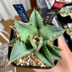 ⭐️🆕掲載⭐️アガベ【ホワイトファイヤー/白火焔】小中株🍀の画像