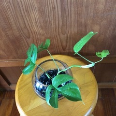 観葉植物モンステラ②鉢なしで¥300の画像