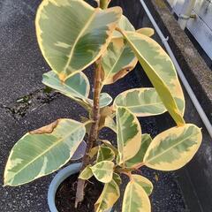斑入りゴムの木の画像