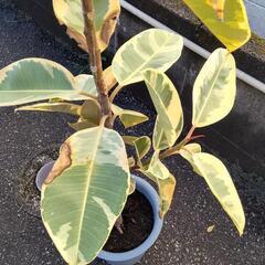 斑入りゴムの木の画像