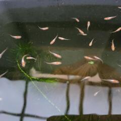 メダカ【プラチナ牡丹、ワカサギラメなど】の画像