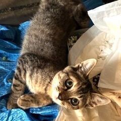 美人の生後3.5か月の女の子です。