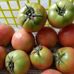理由ありトマト🍅の画像