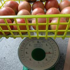 理由ありトマト🍅の画像