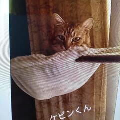 人が大好きなオス猫「ケビン君‼️」1歳‼️里親さん募集して…