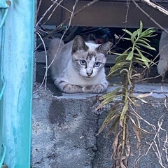 白シャム母　子猫2匹