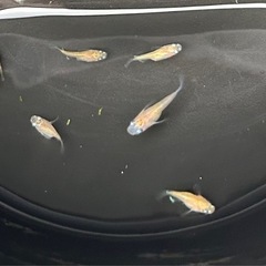 メダカ　🩷系三色ダルマメダカ　3ペア❗️めだかの画像