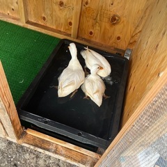 コールダック若鶏！オス1メス2🐥