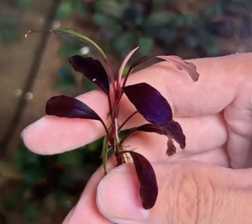 【超希少種】Bucephalandra sp. Brownie Ghost 2015