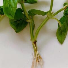 バジル　発根済み・水差し　2本の画像