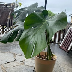 モンステラ 観葉植物 ホンモノ インテリアの画像