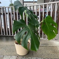 モンステラ 観葉植物 ホンモノ インテリアの画像