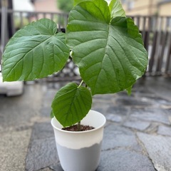 ウンベラータ 観葉植物 ホンモノ インテリアの画像
