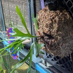 ビカクシダ　Mt.キッチャクードthin frond スポアの画像