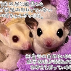 フクロモモンガ 