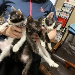 仔猫
