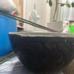 睡蓮鉢の画像