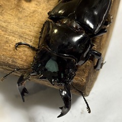  タランドゥスオオツヤクワガタ　オス！　🤗　（決まりました！） 
の画像