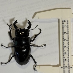  タランドゥスオオツヤクワガタ　オス！　🤗　（決まりました！） 
の画像