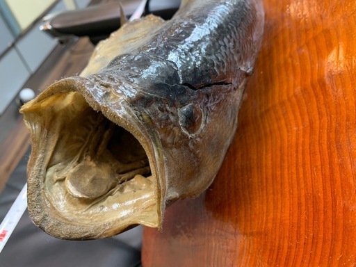 ブラックバス　剥製　フィギュア　魚 