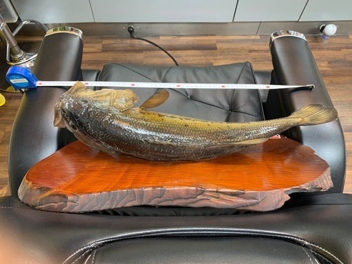 ブラックバス　剥製　フィギュア　魚 