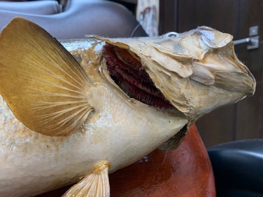 ブラックバス　剥製　フィギュア　魚 