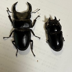 オオクワガタ　【奈良輪川西血統！】　🤗　（決まりました！）の画像