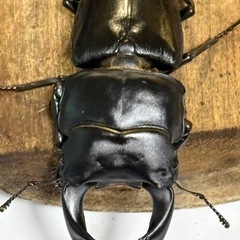 オオクワガタ　【奈良輪川西血統！】　🤗　（決まりました！）の画像